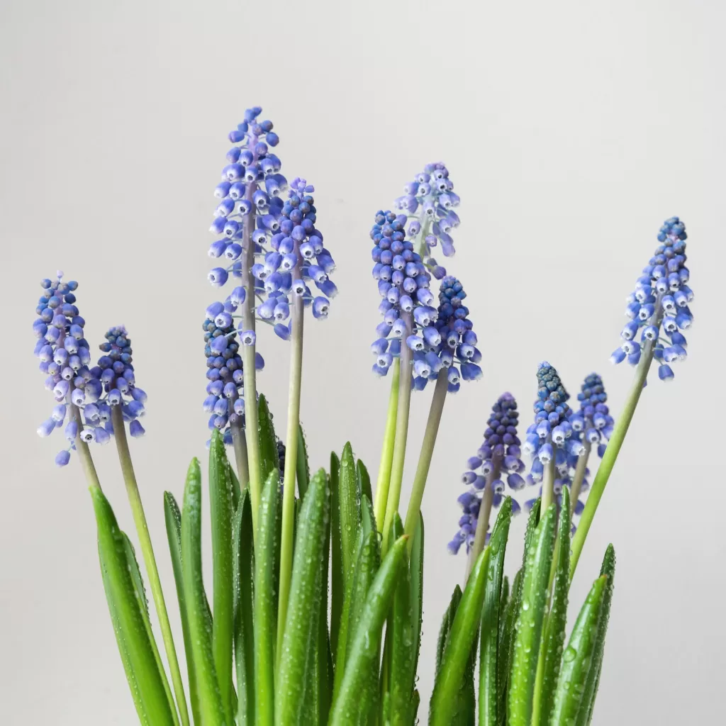 Blue muscari flowers