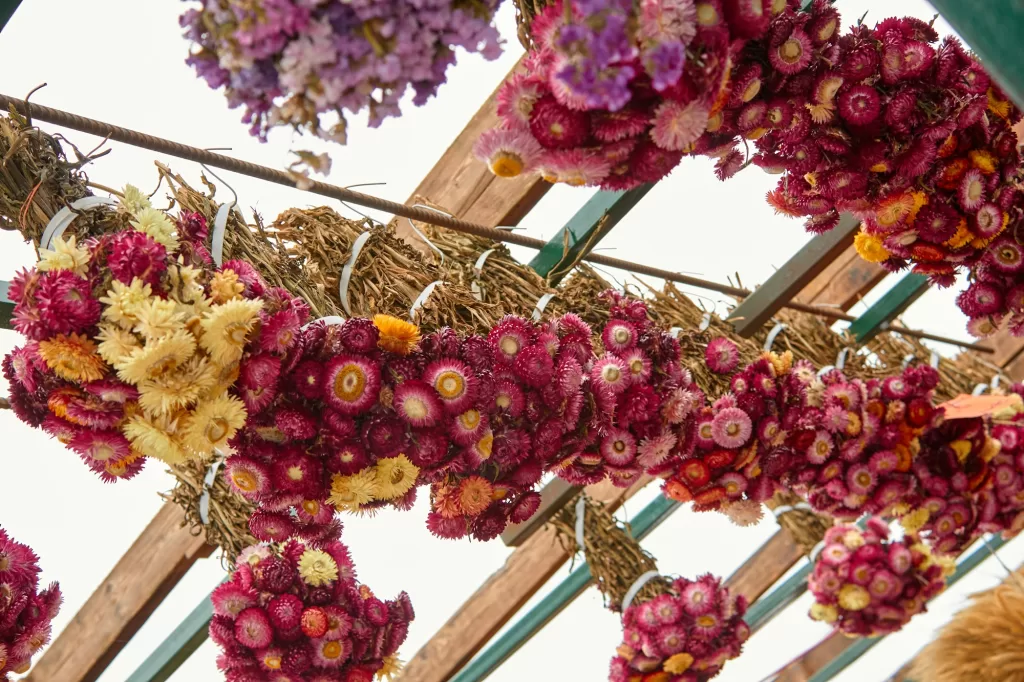 Dried Colourful Flowers