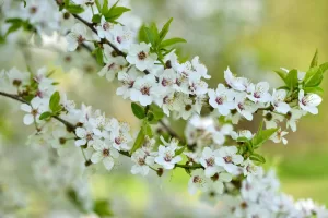 White flowers of Prunus cerasifera. Natural background